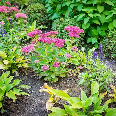 Garden * Reval
