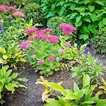 Garden * Tallin