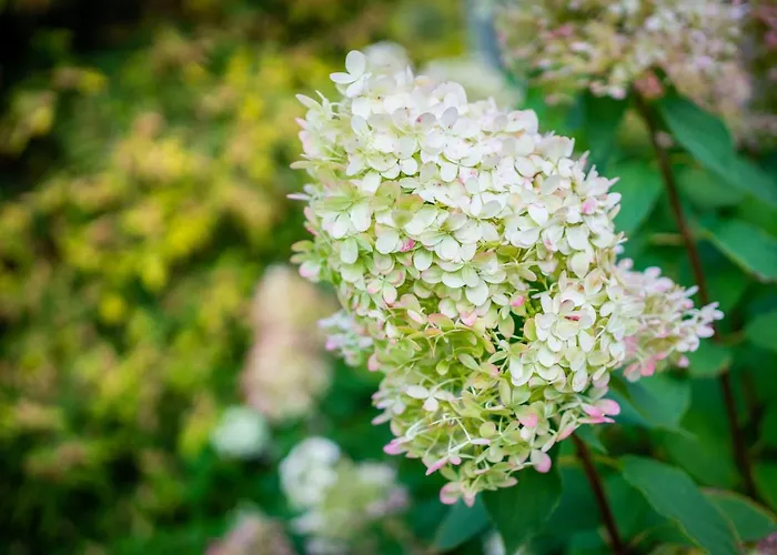 Campsite Garden Tallinn